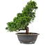 Juniperus chinensis Itoigawa, 32 cm, ± 15 anni