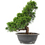 Juniperus chinensis Itoigawa, 32 cm, ± 15 Jahre alt