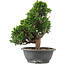 Juniperus chinensis Itoigawa, 32 cm, ± 15 anni