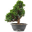Juniperus chinensis Itoigawa, 32 cm, ± 15 years old