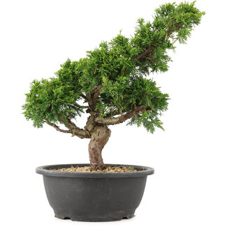 Juniperus chinensis Itoigawa, 33 cm, ± 15 años