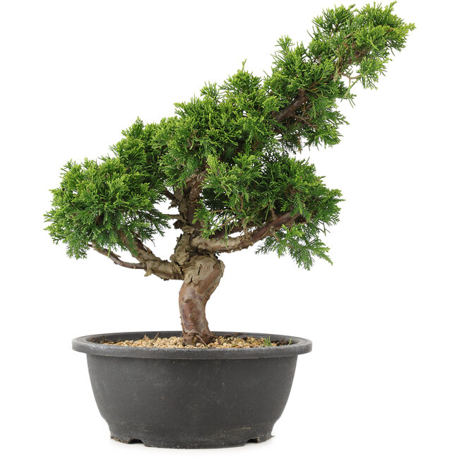 Juniperus chinensis Itoigawa, 33 cm, ± 15 Jahre alt