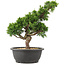 Juniperus chinensis Itoigawa, 33 cm, ± 15 jaar oud