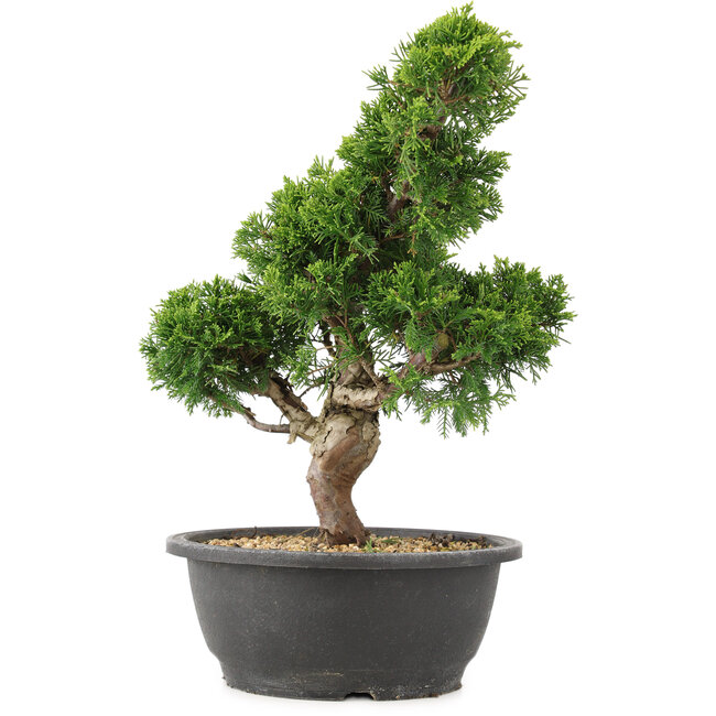 Juniperus chinensis Itoigawa, 33 cm, ± 15 anni