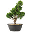 Juniperus chinensis Itoigawa, 33 cm, ± 15 anni