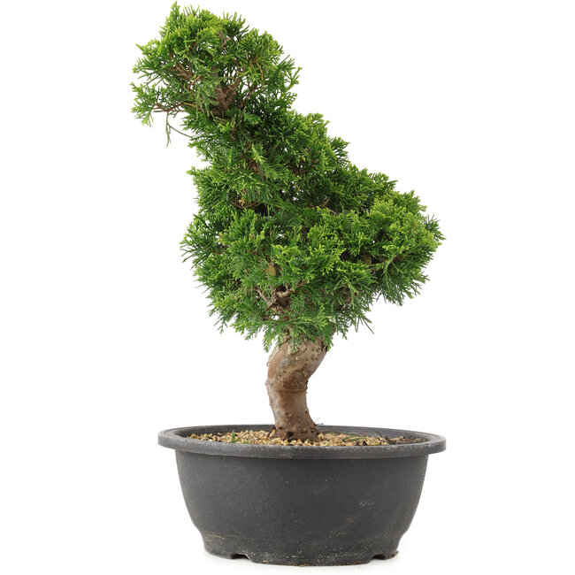 Juniperus chinensis Itoigawa, 33 cm, ± 15 ans