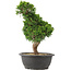 Juniperus chinensis Itoigawa, 33 cm, ± 15 anni