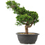 Juniperus chinensis Itoigawa, 33 cm, ± 15 anni