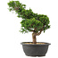 Juniperus chinensis Itoigawa, 33 cm, ± 15 años
