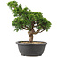 Juniperus chinensis Itoigawa, 33 cm, ± 15 ans