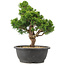 Juniperus chinensis Itoigawa, 33 cm, ± 15 ans