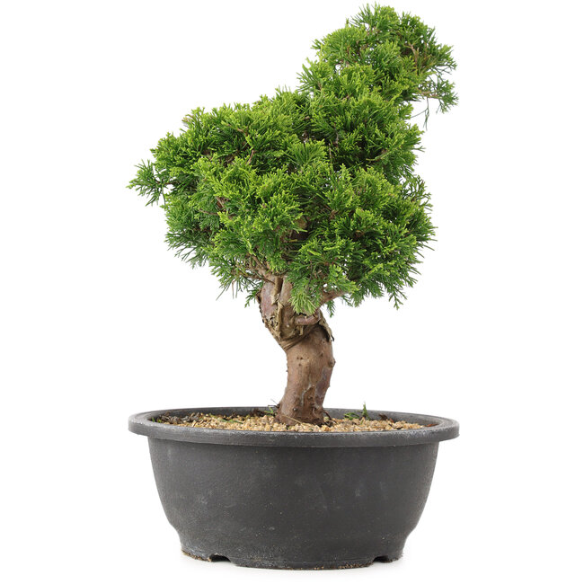 Juniperus chinensis Itoigawa, 33 cm, ± 15 years old