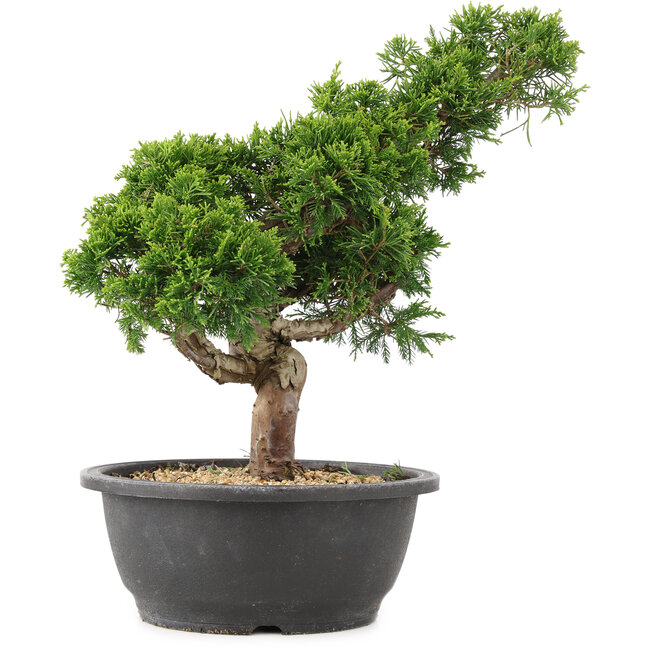 Juniperus chinensis Itoigawa, 33 cm, ± 15 jaar oud