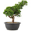 Juniperus chinensis Itoigawa, 33 cm, ± 15 ans
