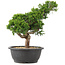 Juniperus chinensis Itoigawa, 33 cm, ± 15 years old