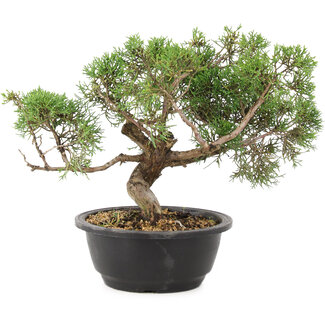 Juniperus chinensis Itoigawa, 23 cm, ± 25 Jahre alt