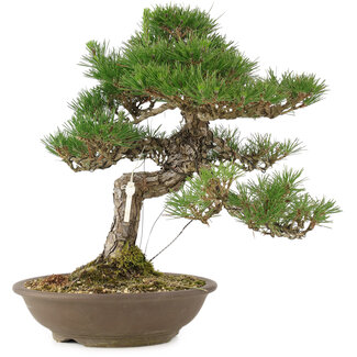 Pinus thunbergii, 45 cm, ± 20 jaar oud