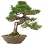 Pinus thunbergii, 45 cm, ± 20 jaar oud