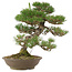 Pinus thunbergii, 45 cm, ± 20 jaar oud