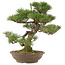 Pinus thunbergii, 45 cm, ± 20 jaar oud