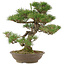 Pinus thunbergii, 45 cm, ± 20 years old