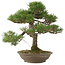 Pinus thunbergii, 45 cm, ± 20 años