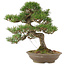 Pinus thunbergii, 45 cm, ± 20 años