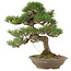 Pinus thunbergii, 45 cm, ± 20 jaar oud