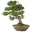 Pinus thunbergii, 45 cm, ± 20 jaar oud