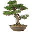 Pinus thunbergii, 45 cm, ± 20 años