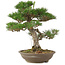 Pinus thunbergii, 45 cm, ± 20 jaar oud