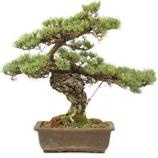 Pinus parviflora, 40 cm, ± 20 jaar oud