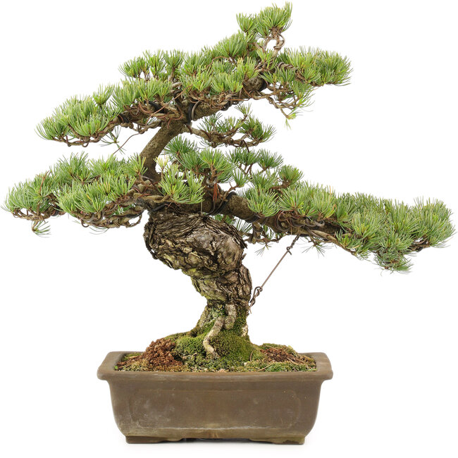 Pinus parviflora, 40 cm, ± 20 anni