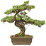 Pinus parviflora, 40 cm, ± 20 ans