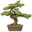 Pinus parviflora, 40 cm, ± 20 jaar oud