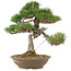 Pinus thunbergii, 45 cm, ± 20 jaar oud