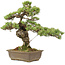 Pinus parviflora, 40 cm, ± 20 años