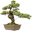 Pinus parviflora, 40 cm, ± 20 Jahre alt