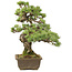 Pinus parviflora, 40 cm, ± 20 jaar oud