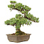 Pinus parviflora, 40 cm, ± 20 ans