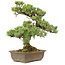 Pinus parviflora, 40 cm, ± 20 Jahre alt