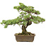 Pinus parviflora, 40 cm, ± 20 years old