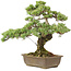 Pinus parviflora, 40 cm, ± 20 Jahre alt