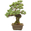 Pinus parviflora, 40 cm, ± 20 years old