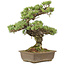 Pinus parviflora, 40 cm, ± 20 Jahre alt