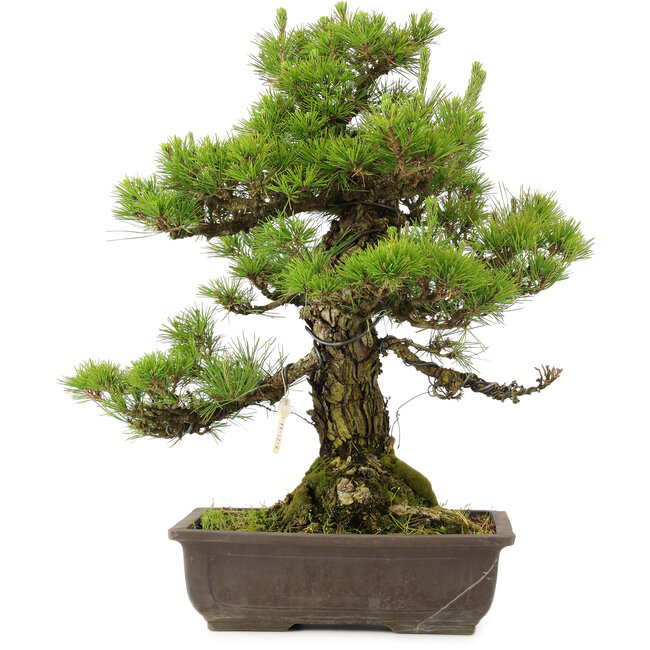 Pinus thunbergii, 59 cm, ± 20 anni