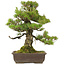 Pinus thunbergii, 59 cm, ± 20 ans