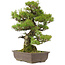 Pinus thunbergii, 59 cm, ± 20 anni