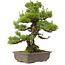 Pinus thunbergii, 59 cm, ± 20 anni