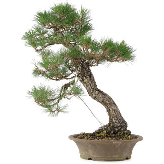 Pinus thunbergii, 61 cm, ± 25 jaar oud